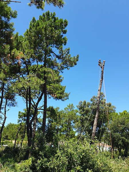 abattage arbre oleron charente maritime