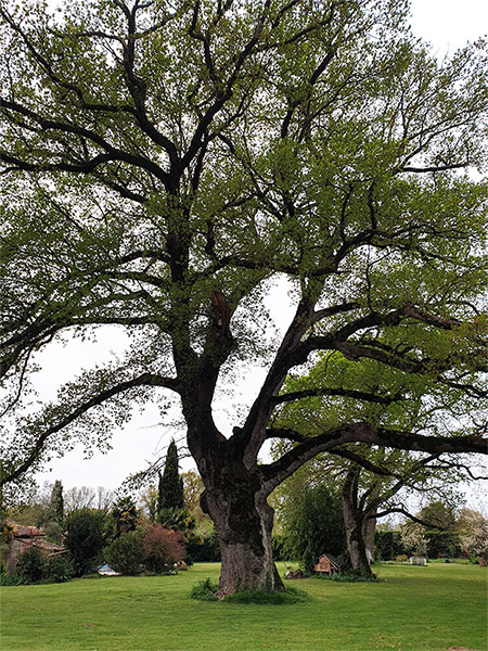 élagage arbre oléron charente maritime