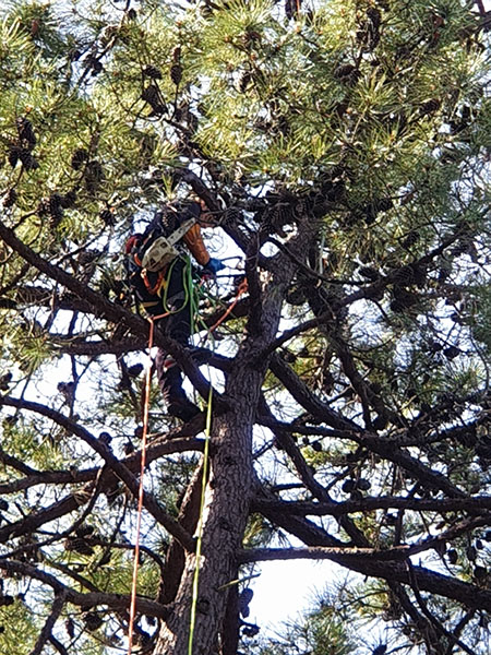 haubanage arbre oleron charente maritime